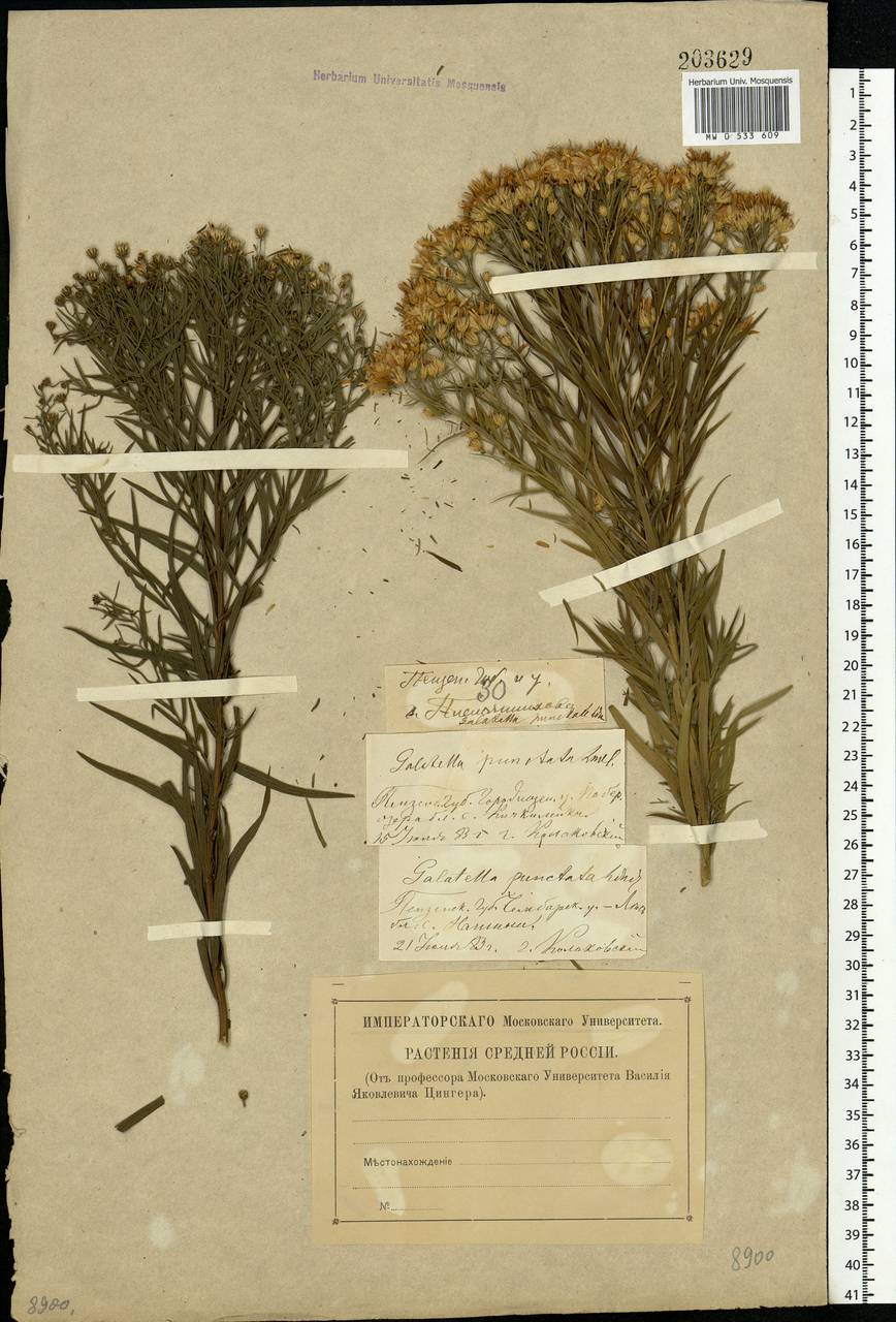 Galatella sedifolia subsp. sedifolia, Eastern Europe, Middle Volga region (E8) (Russia)