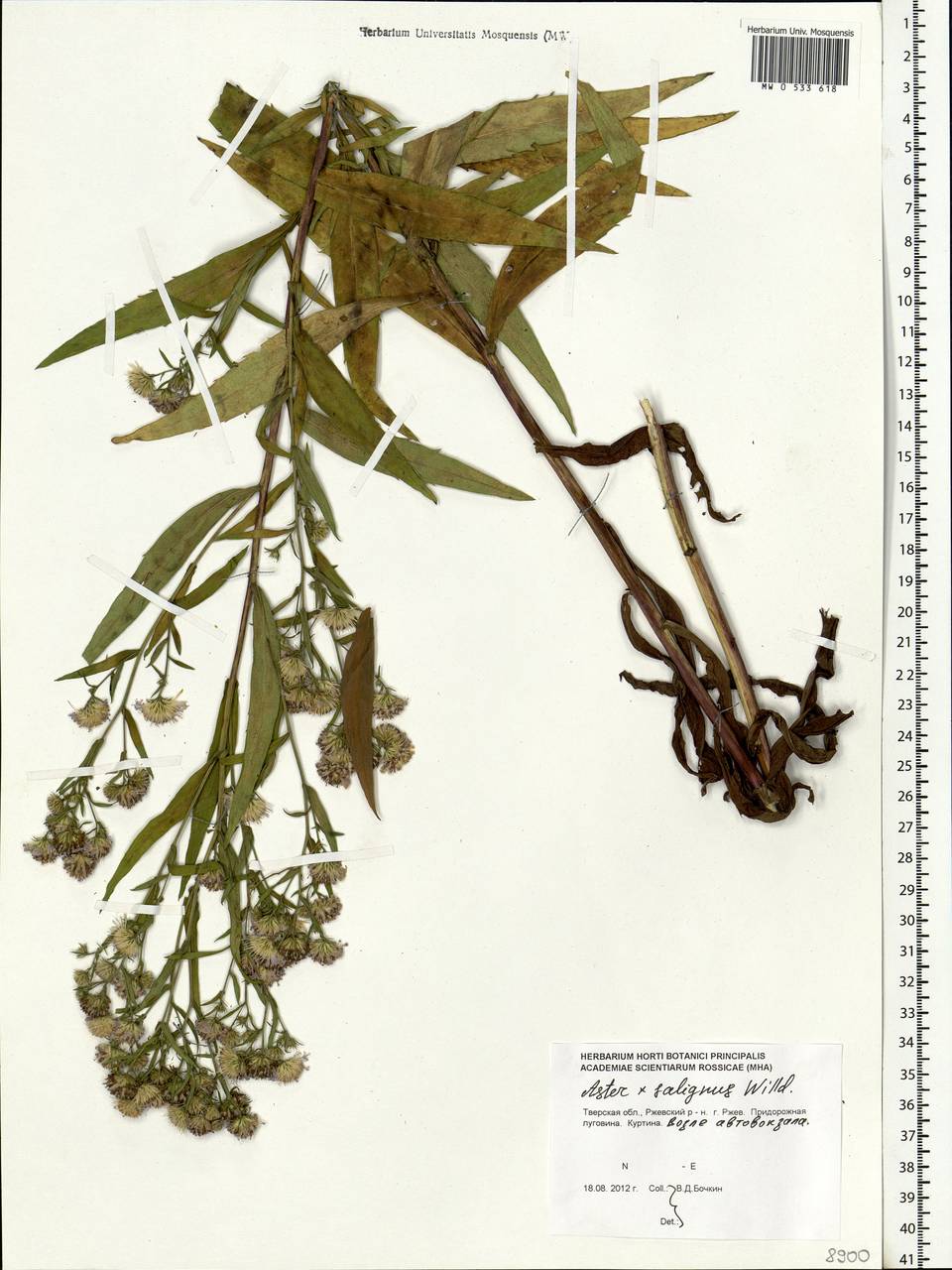 Symphyotrichum ×salignum (Willd.) G. L. Nesom, Eastern Europe, North-Western region (E2) (Russia)