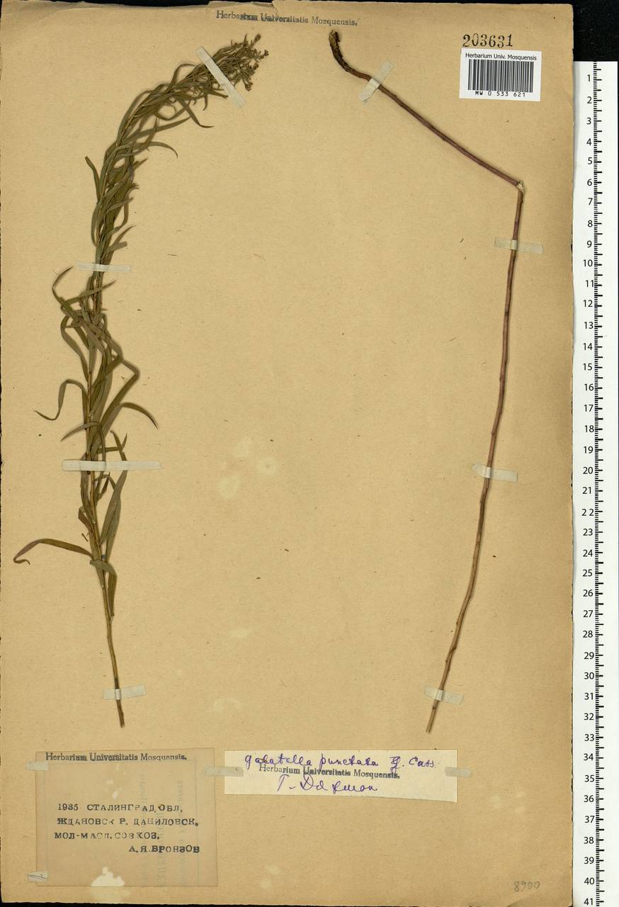 Galatella sedifolia subsp. sedifolia, Eastern Europe, Lower Volga region (E9) (Russia)