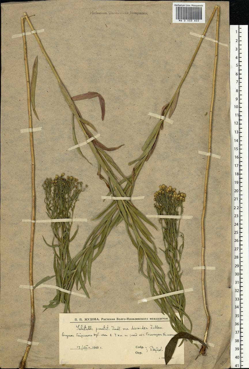 Galatella sedifolia subsp. sedifolia, Eastern Europe, Lower Volga region (E9) (Russia)