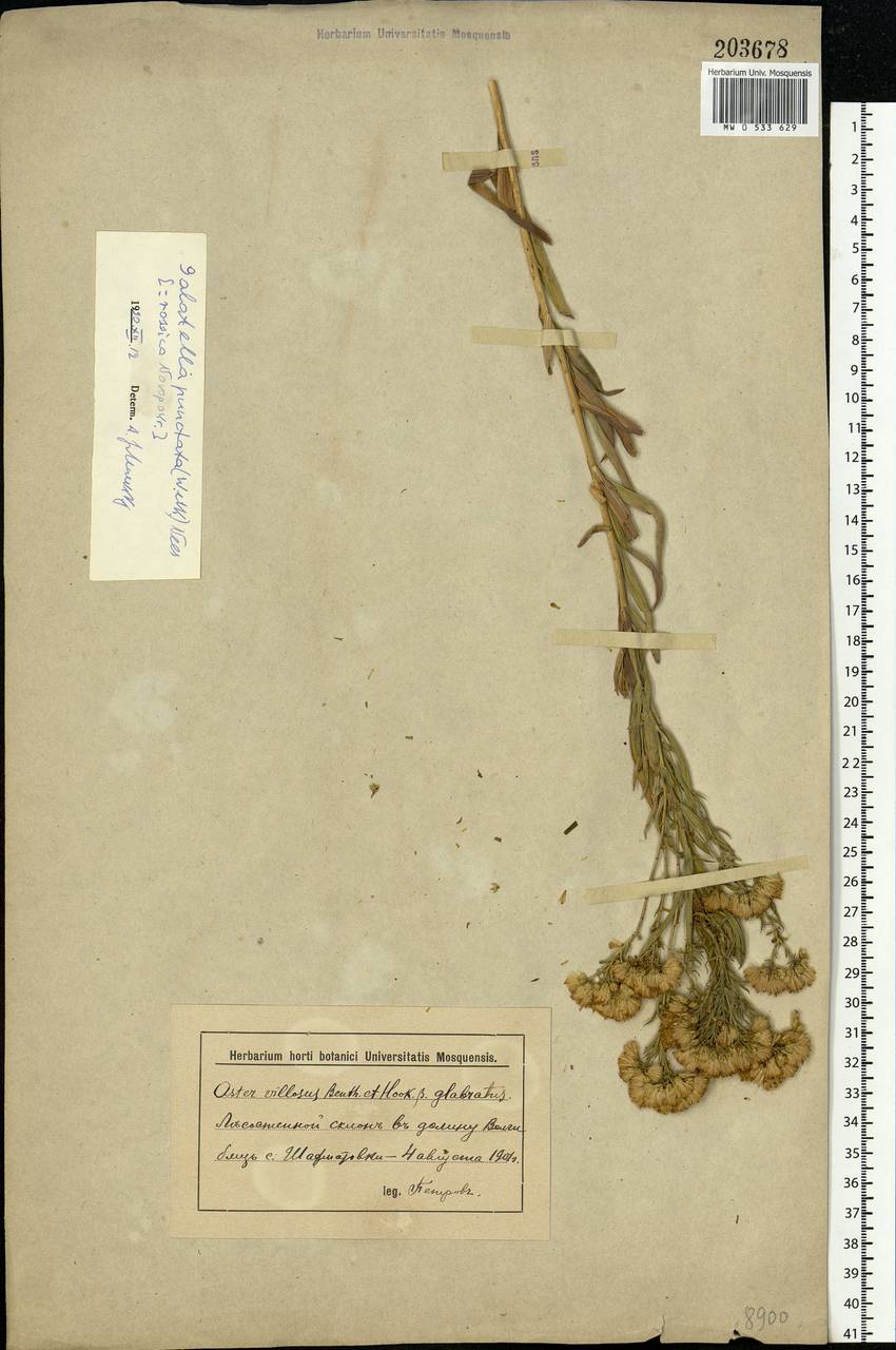 Galatella sedifolia subsp. sedifolia, Eastern Europe, Lower Volga region (E9) (Russia)