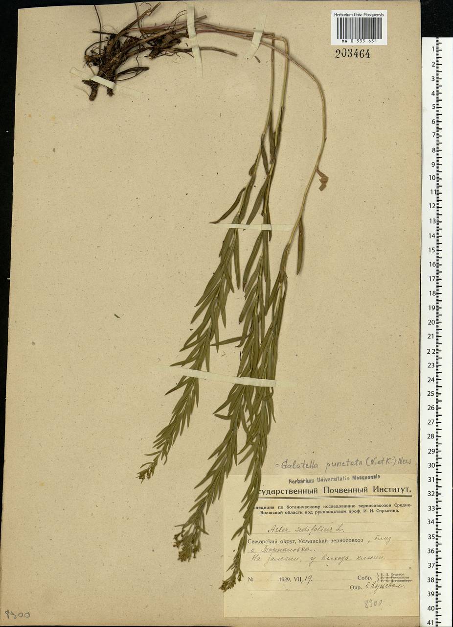 Galatella sedifolia subsp. sedifolia, Eastern Europe, Eastern region (E10) (Russia)