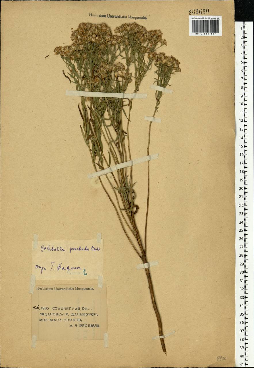 Galatella sedifolia subsp. sedifolia, Eastern Europe, Lower Volga region (E9) (Russia)