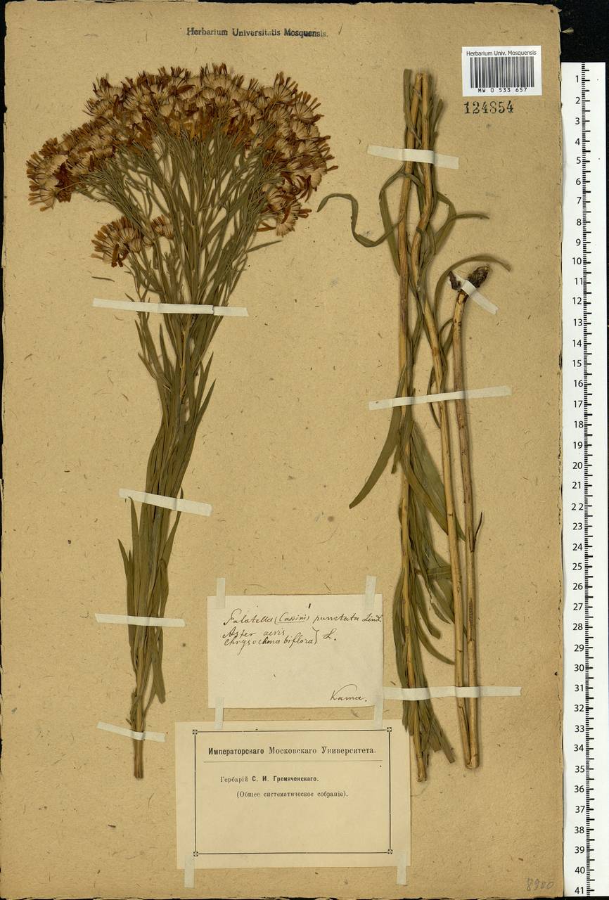 Galatella sedifolia subsp. sedifolia, Eastern Europe, Eastern region (E10) (Russia)