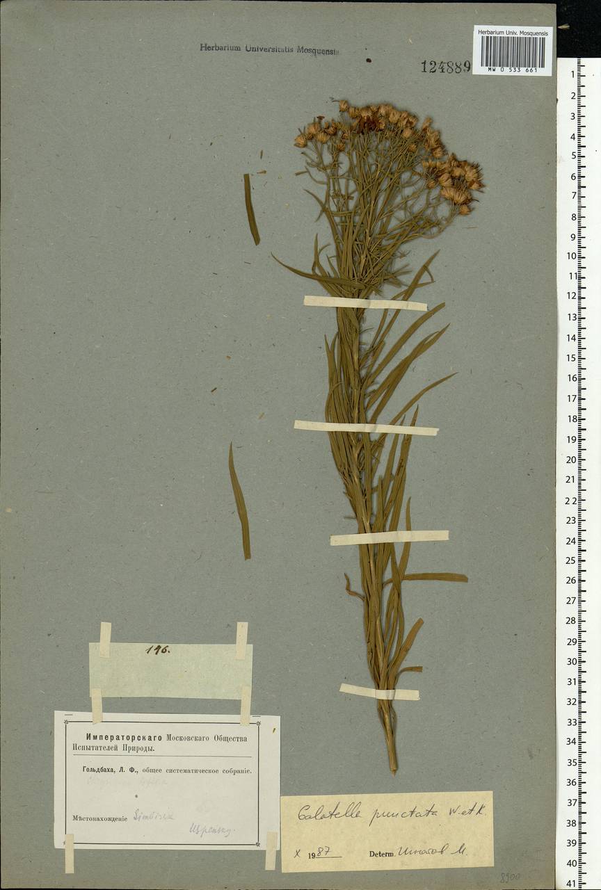 Galatella sedifolia subsp. sedifolia, Eastern Europe, Middle Volga region (E8) (Russia)