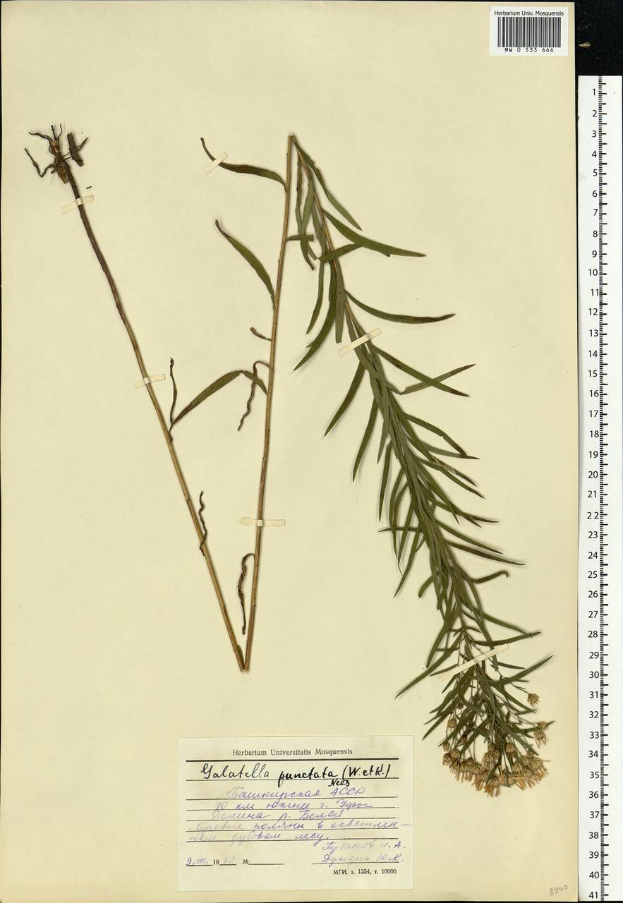 Galatella sedifolia subsp. sedifolia, Eastern Europe, Eastern region (E10) (Russia)