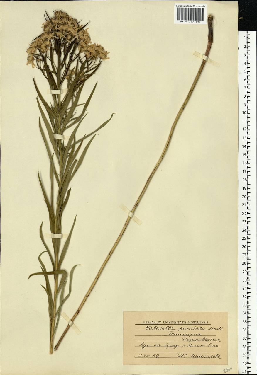 Galatella sedifolia subsp. sedifolia, Eastern Europe, Eastern region (E10) (Russia)