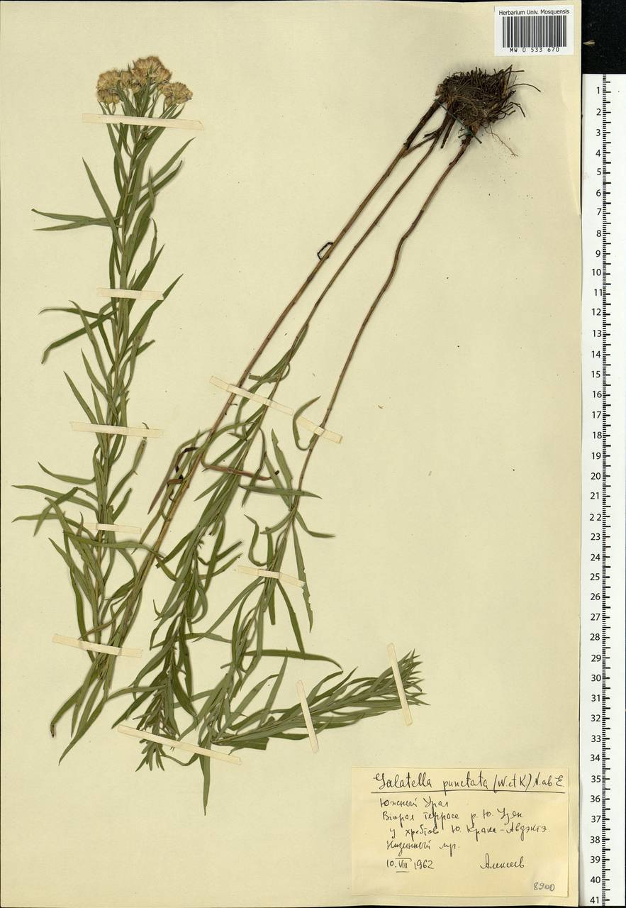 Galatella sedifolia subsp. sedifolia, Eastern Europe, Eastern region (E10) (Russia)