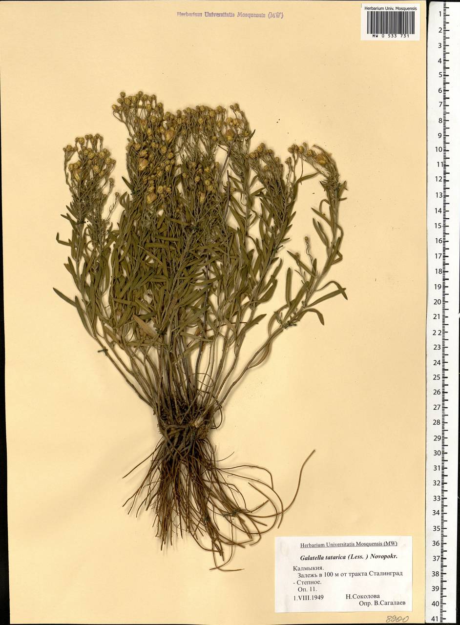 Galatella tatarica (Less.) Novopokr., Eastern Europe, Lower Volga region (E9) (Russia)