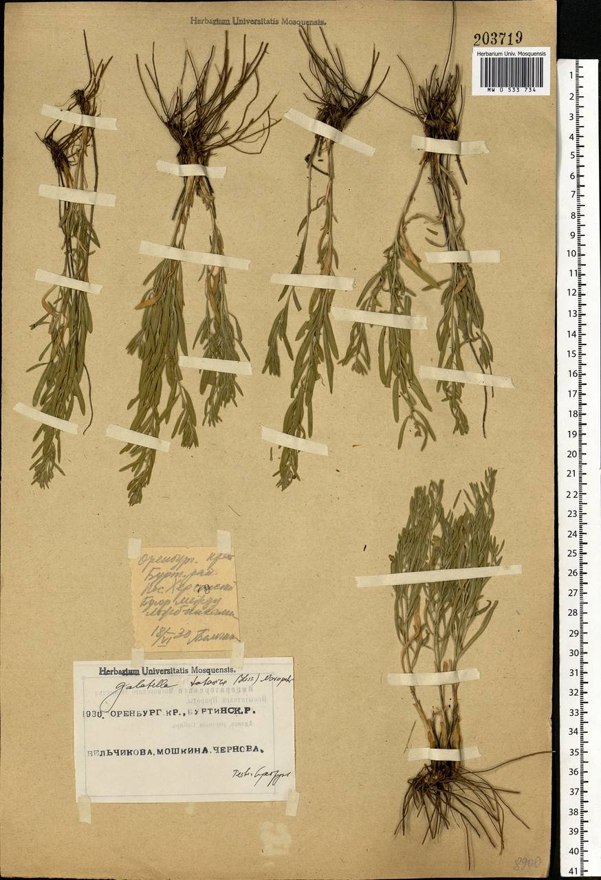 Galatella tatarica (Less.) Novopokr., Eastern Europe, Eastern region (E10) (Russia)