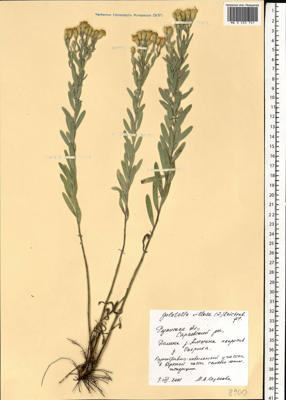 Galatella villosa (L.) Rchb. fil., Eastern Europe, Central region (E4) (Russia)