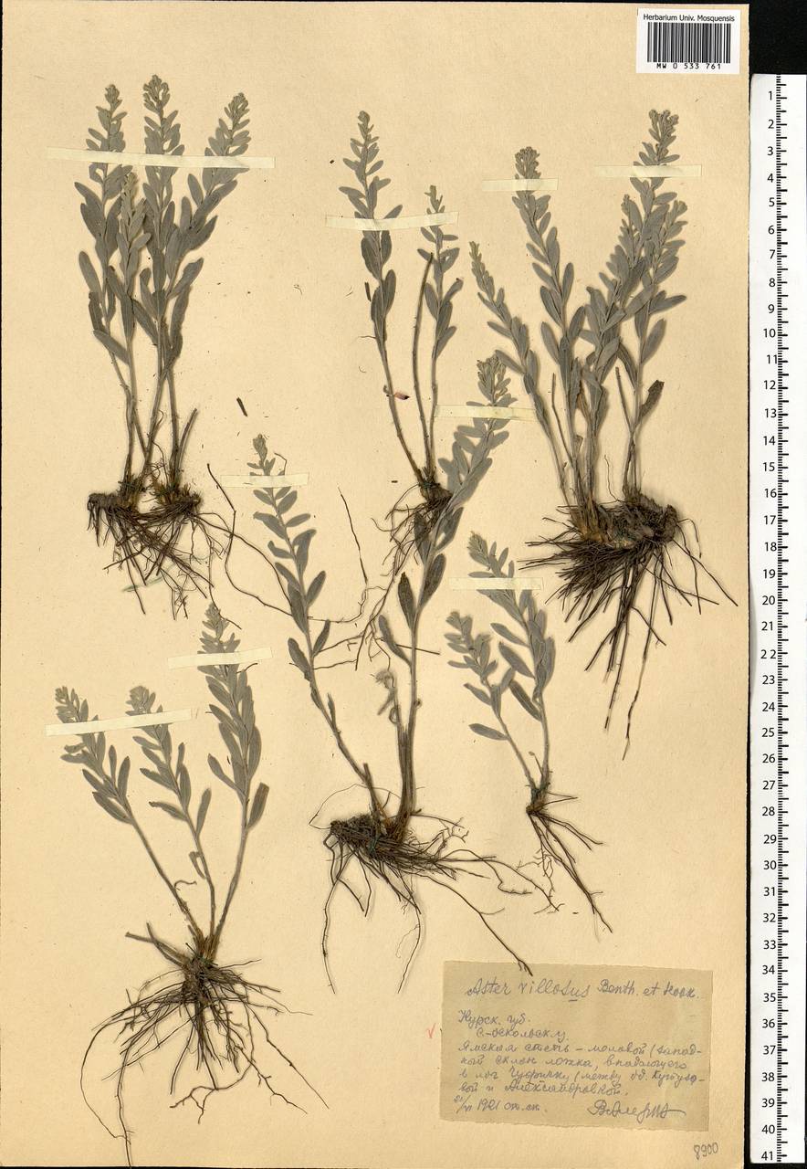 Galatella villosa (L.) Rchb. fil., Eastern Europe, Central forest-and-steppe region (E6) (Russia)