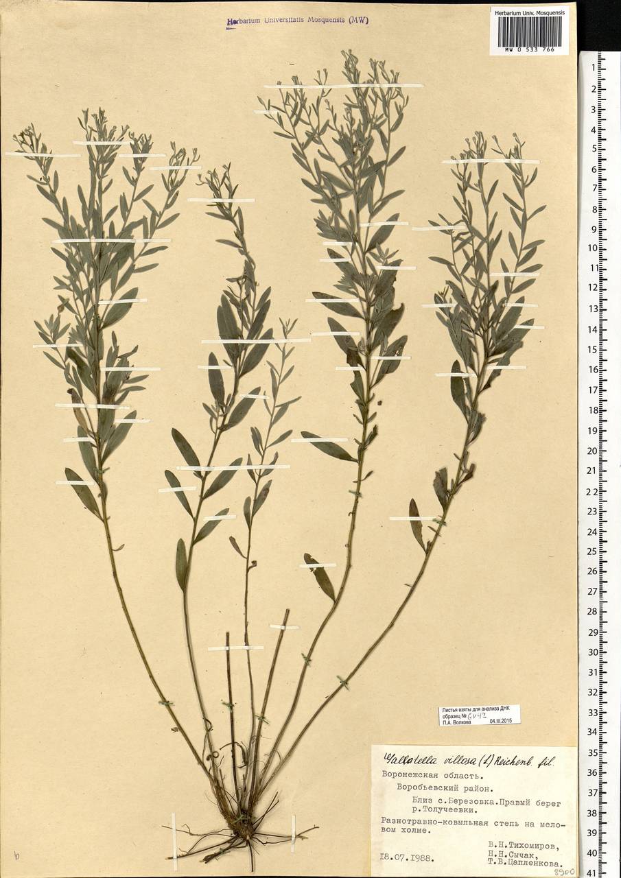 Galatella villosa (L.) Rchb. fil., Eastern Europe, Central forest-and-steppe region (E6) (Russia)