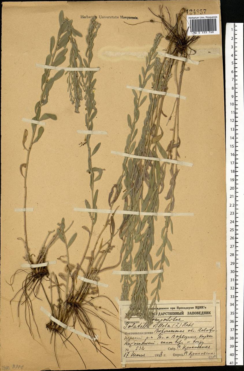 Galatella villosa (L.) Rchb. fil., Eastern Europe, Central forest-and-steppe region (E6) (Russia)