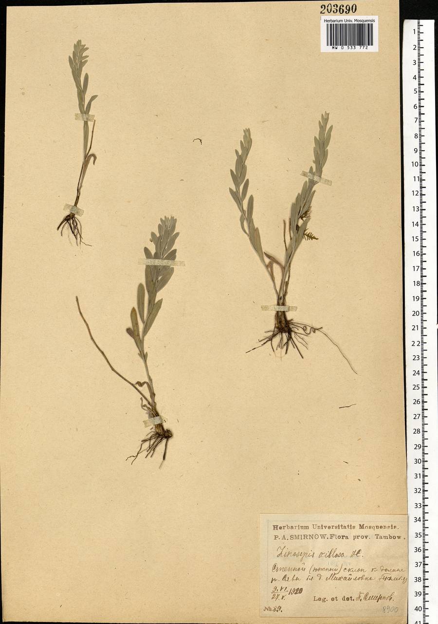 Galatella villosa (L.) Rchb.fil., Eastern Europe, Central forest-and-steppe region (E6) (Russia)