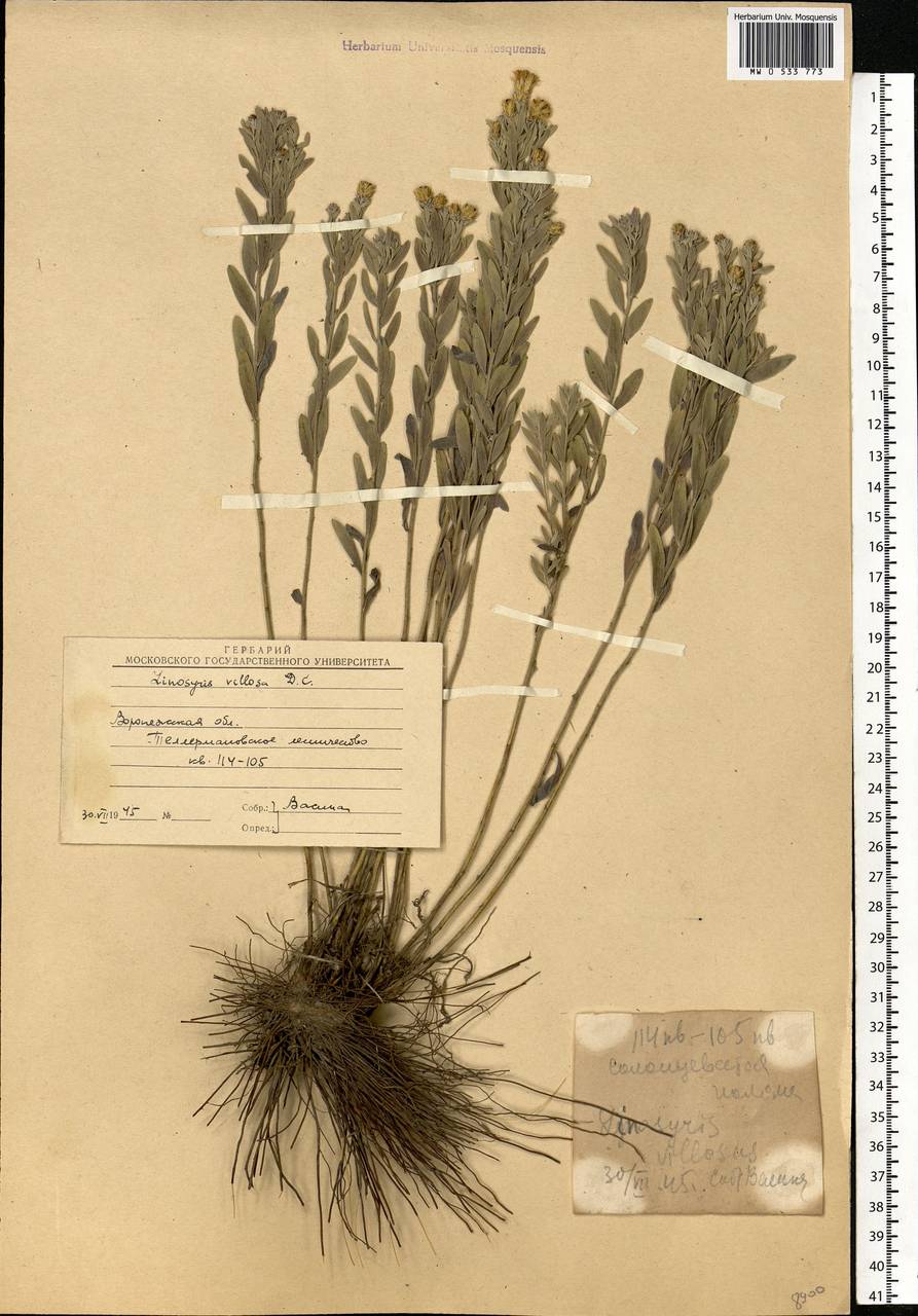 Galatella villosa (L.) Rchb. fil., Eastern Europe, Central forest-and-steppe region (E6) (Russia)