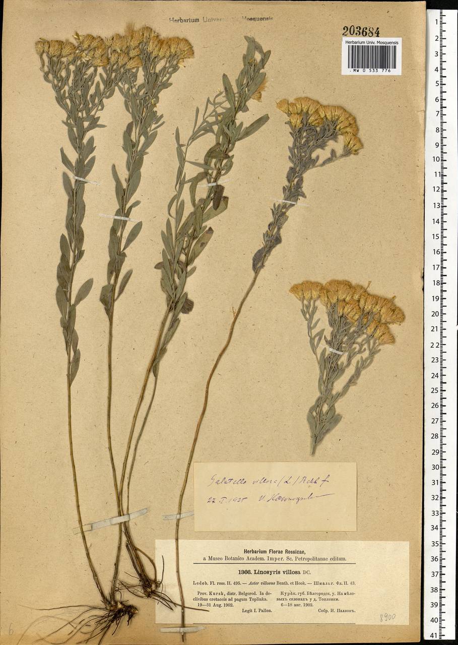 Galatella villosa (L.) Rchb. fil., Eastern Europe, Central forest-and-steppe region (E6) (Russia)