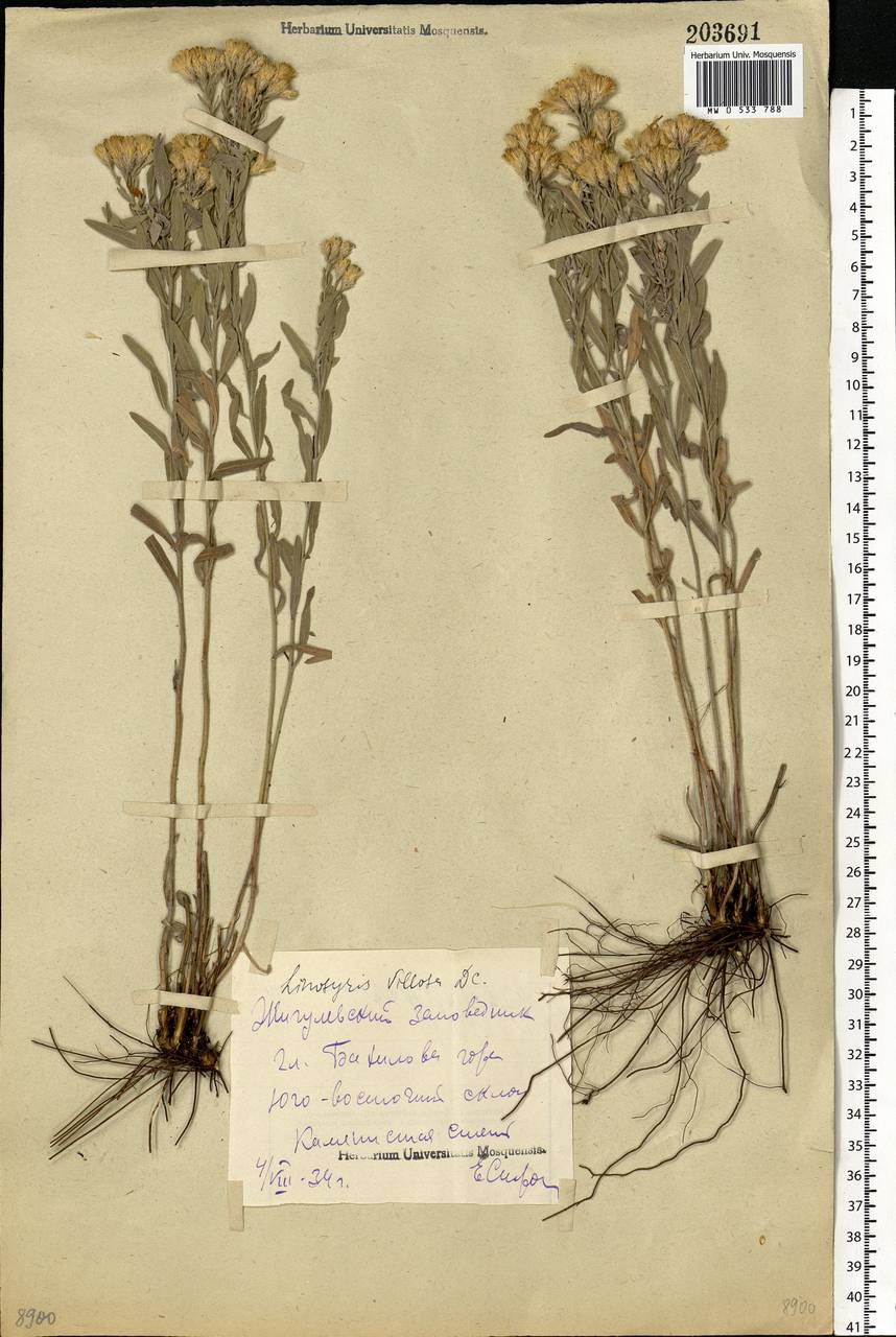 Galatella villosa (L.) Rchb. fil., Eastern Europe, Middle Volga region (E8) (Russia)