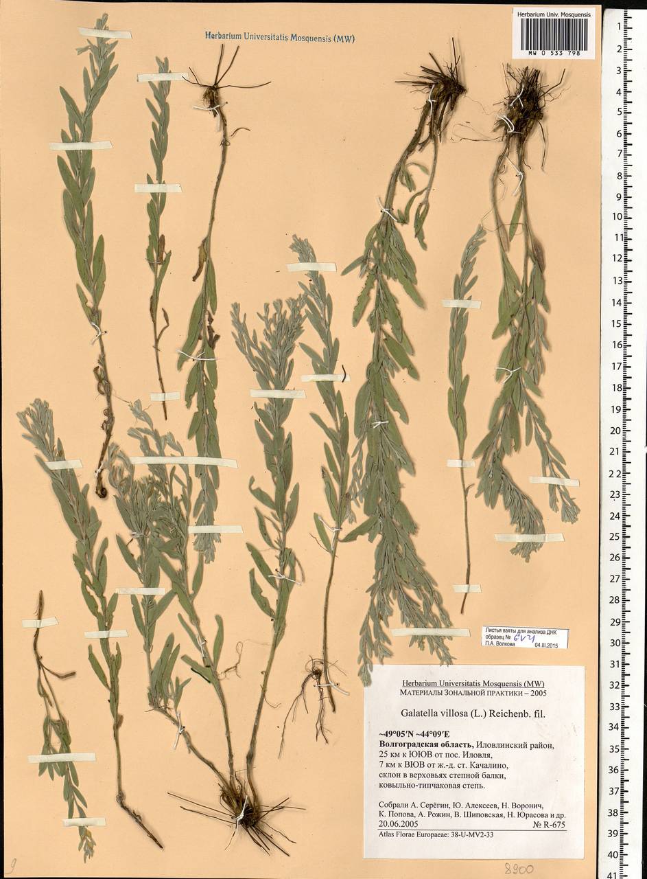 Galatella villosa (L.) Rchb. fil., Eastern Europe, Lower Volga region (E9) (Russia)