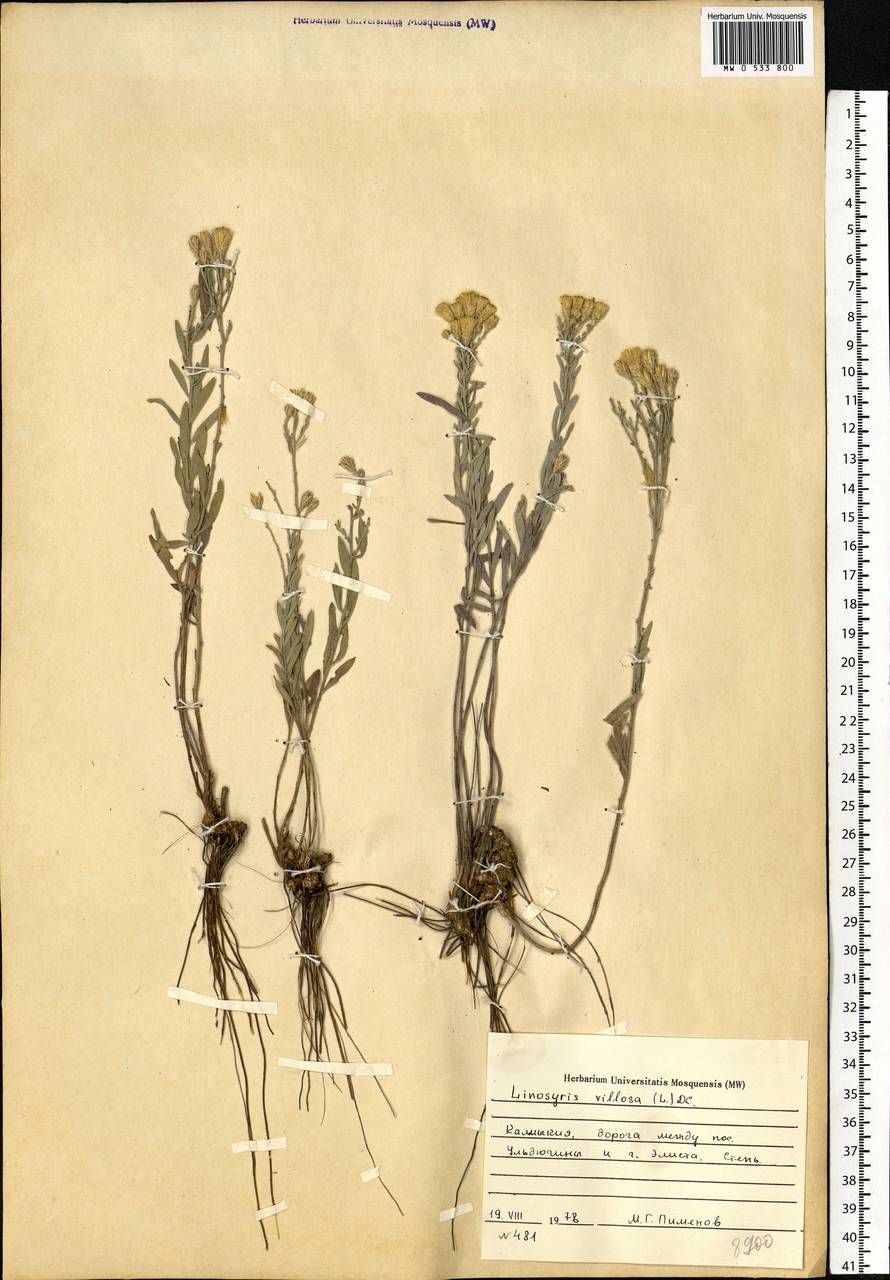 Galatella villosa (L.) Rchb. fil., Eastern Europe, Lower Volga region (E9) (Russia)