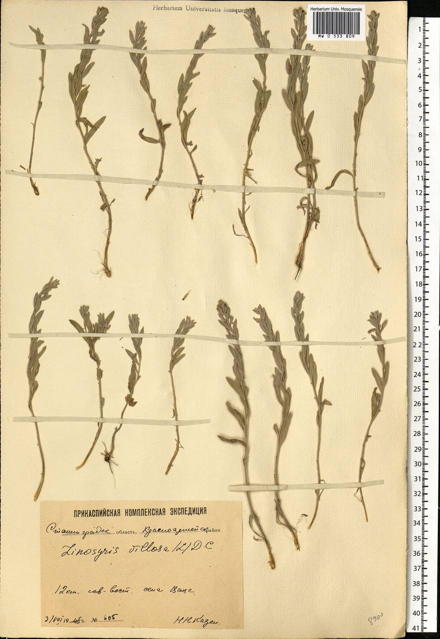 Galatella villosa (L.) Rchb. fil., Eastern Europe, Lower Volga region (E9) (Russia)