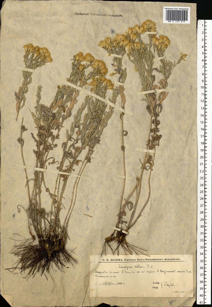 Galatella villosa (L.) Rchb. fil., Eastern Europe, Lower Volga region (E9) (Russia)