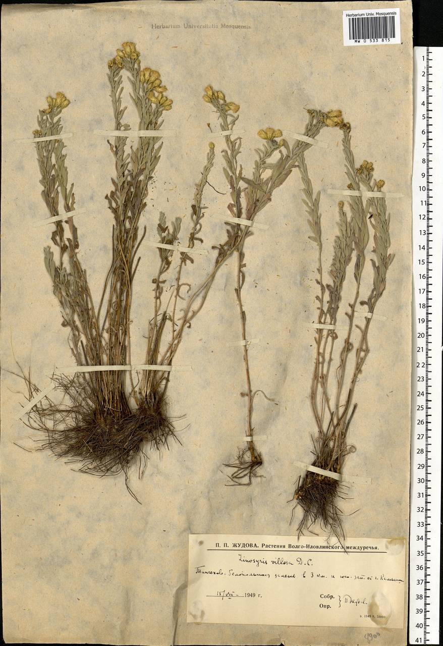 Galatella villosa (L.) Rchb. fil., Eastern Europe, Lower Volga region (E9) (Russia)