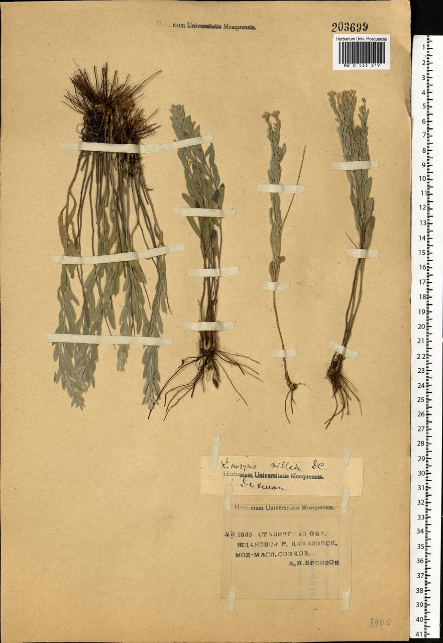 Galatella villosa (L.) Rchb. fil., Eastern Europe, Lower Volga region (E9) (Russia)