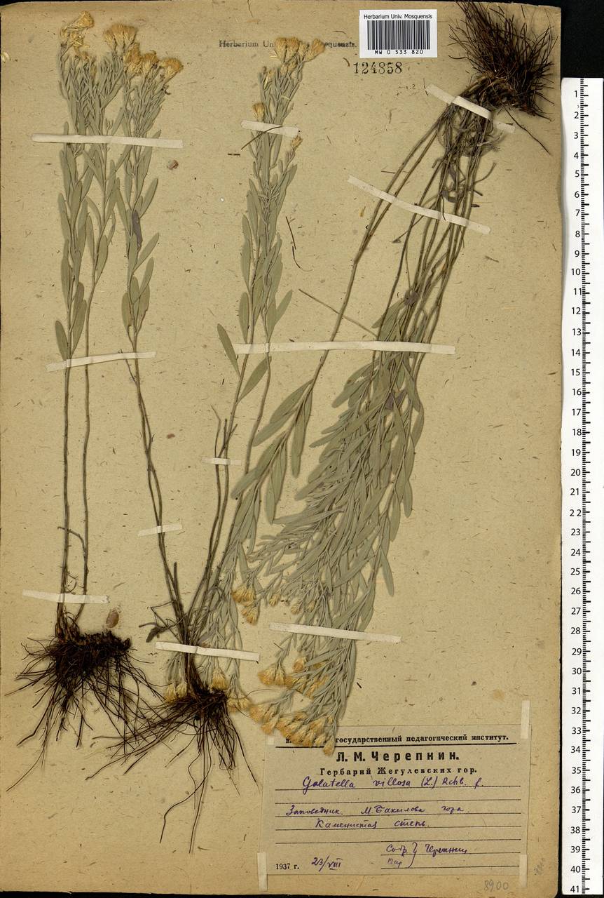 Galatella villosa (L.) Rchb. fil., Eastern Europe, Middle Volga region (E8) (Russia)