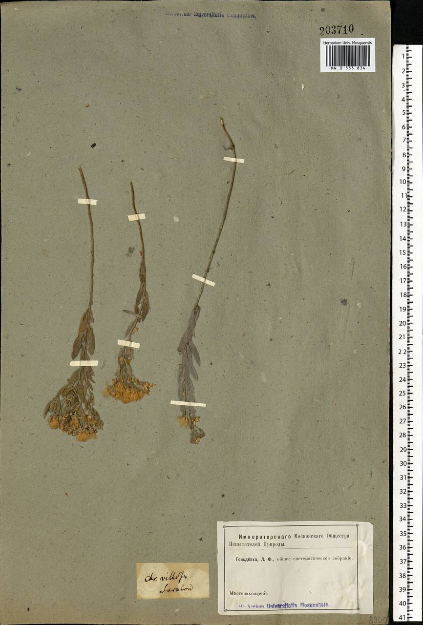 Galatella villosa (L.) Rchb. fil., Eastern Europe, Lower Volga region (E9) (Russia)