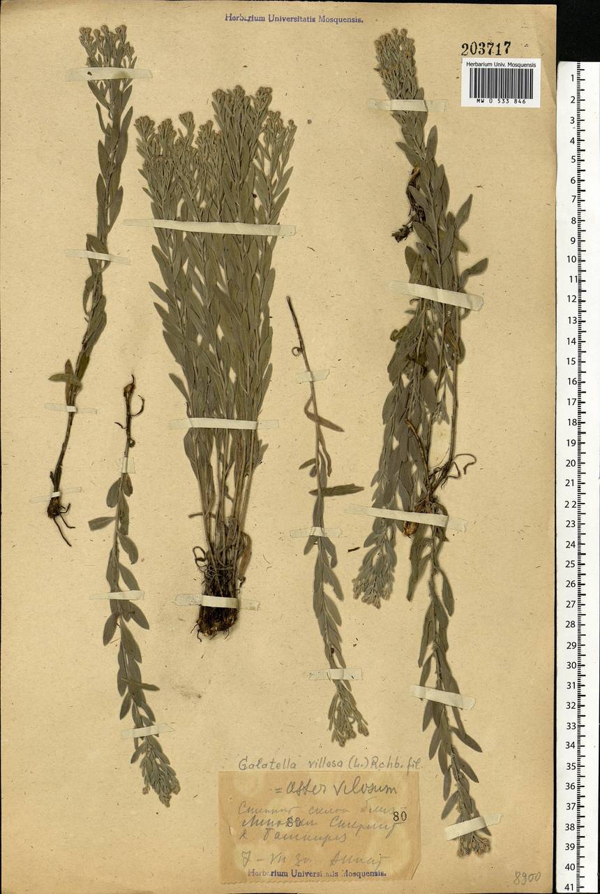 Galatella villosa (L.) Rchb. fil., Eastern Europe, Eastern region (E10) (Russia)