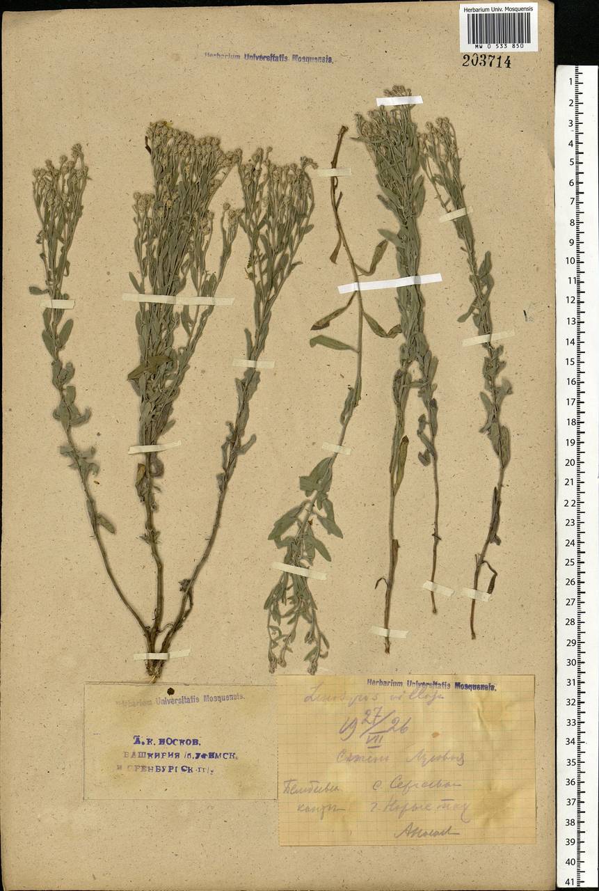 Galatella villosa (L.) Rchb. fil., Eastern Europe, Eastern region (E10) (Russia)