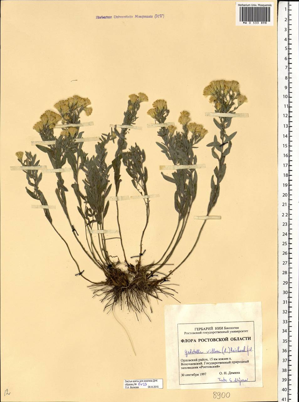 Galatella villosa (L.) Rchb. fil., Eastern Europe, Rostov Oblast (E12a) (Russia)