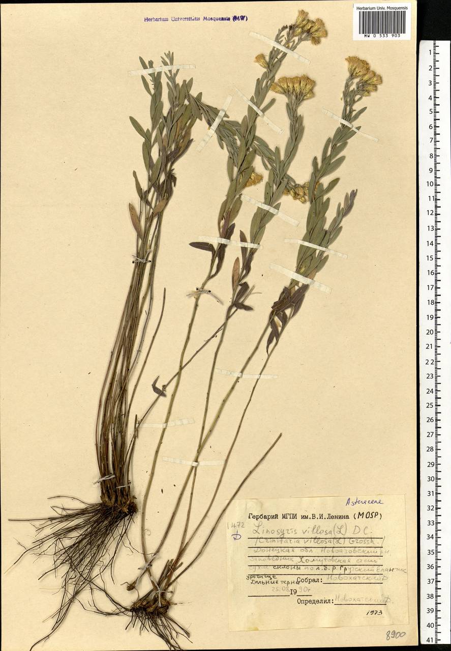 Galatella villosa (L.) Rchb. fil., Eastern Europe, South Ukrainian region (E12) (Ukraine)