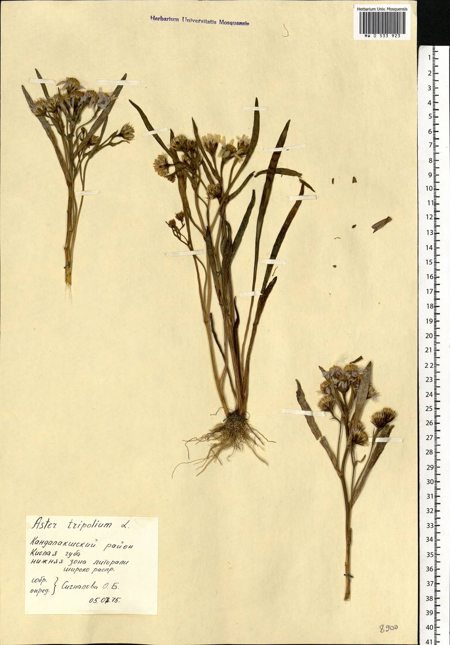 Tripolium pannonicum (Jacq.) Dobrocz., Eastern Europe, Northern region (E1) (Russia)