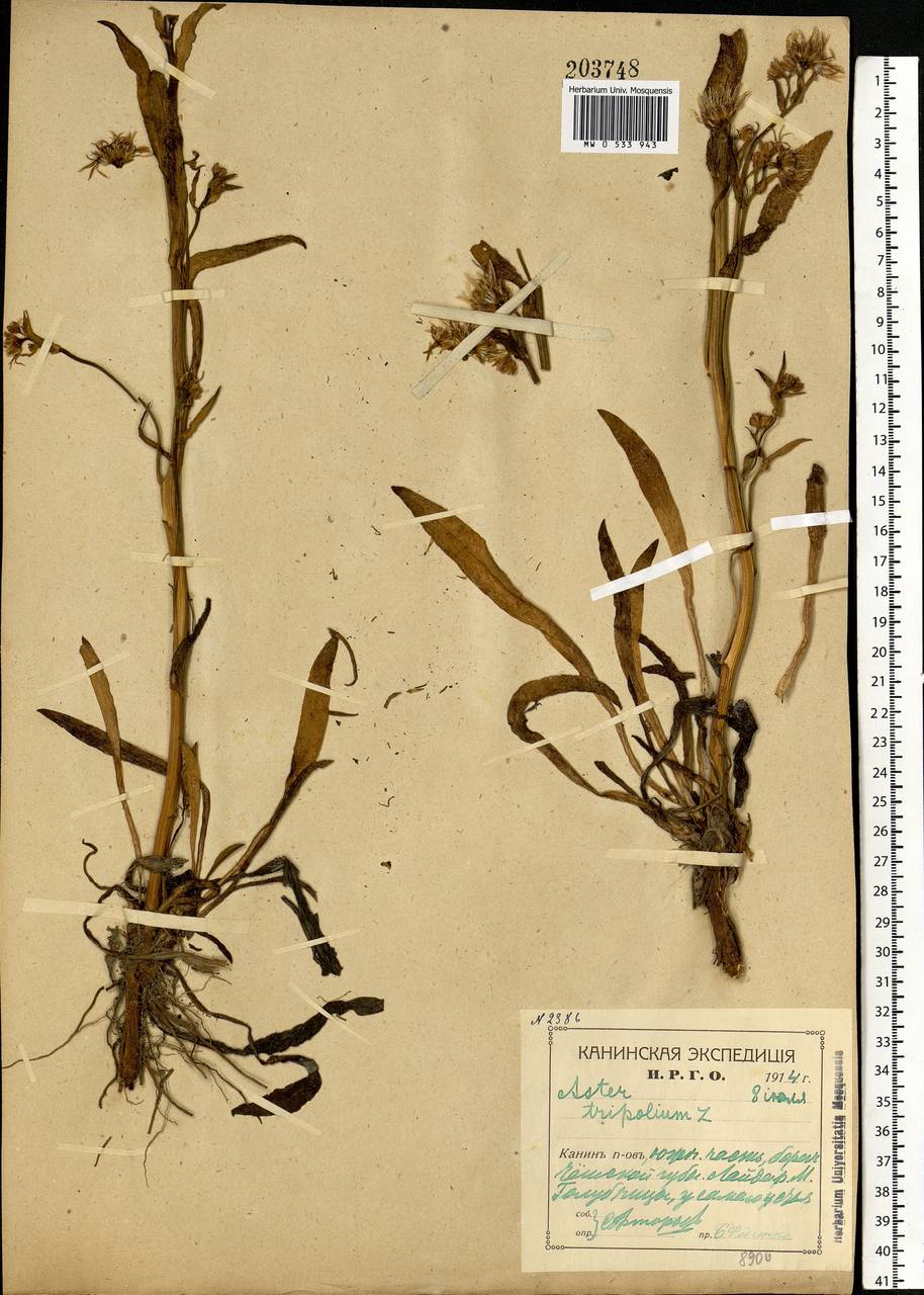 Tripolium pannonicum (Jacq.) Dobrocz., Eastern Europe, Northern region (E1) (Russia)