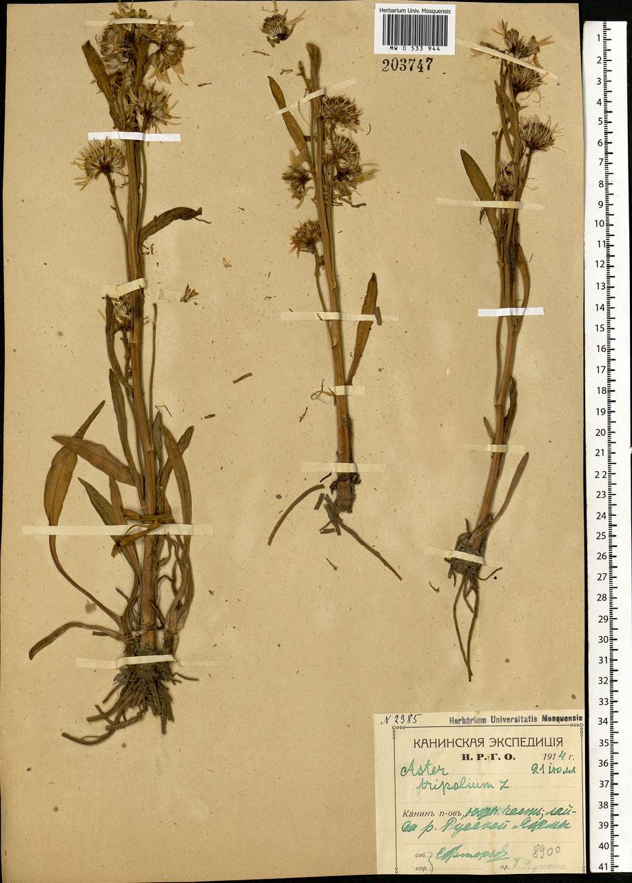 Tripolium pannonicum (Jacq.) Dobrocz., Eastern Europe, Northern region (E1) (Russia)
