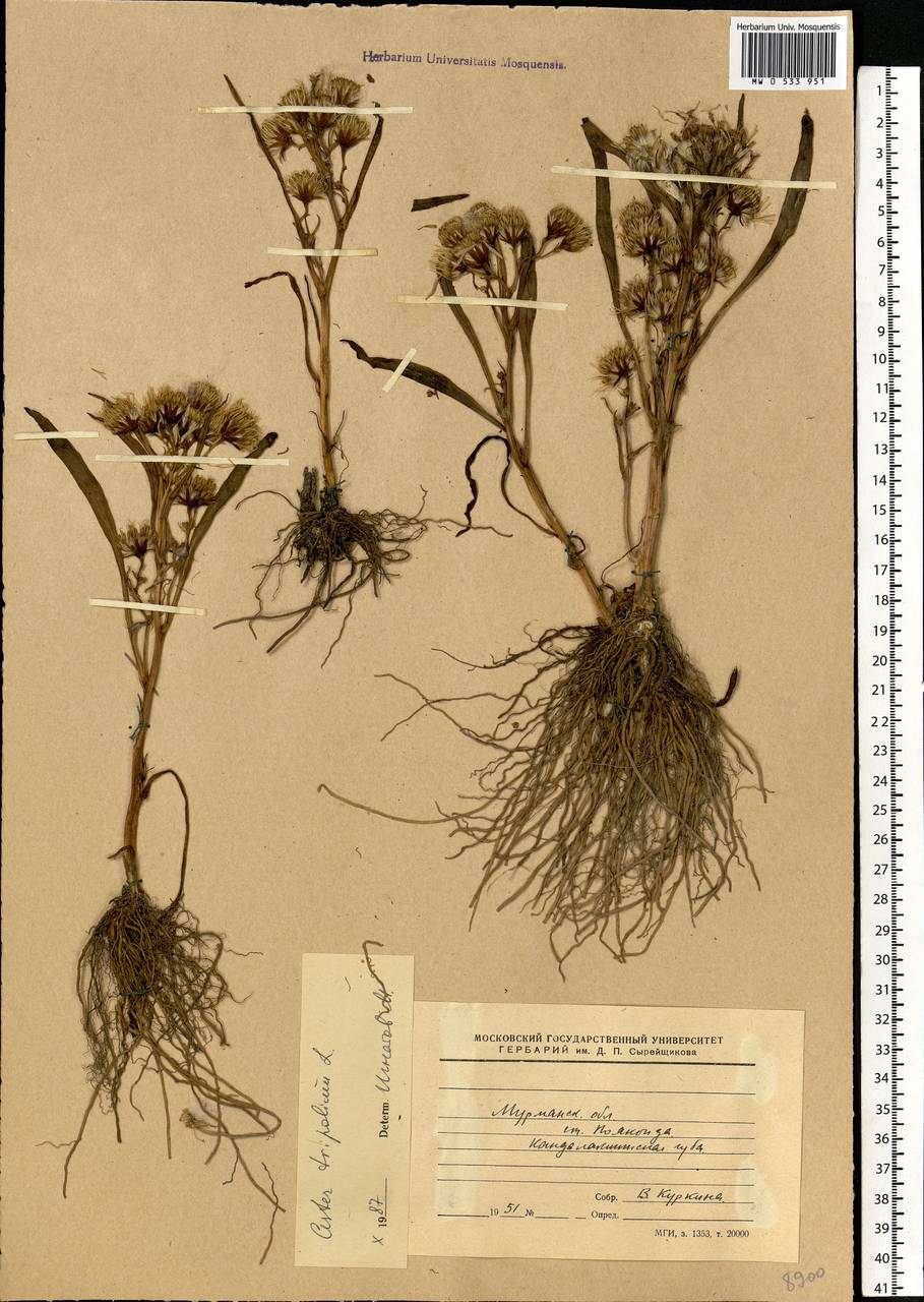 Tripolium pannonicum (Jacq.) Dobrocz., Eastern Europe, Northern region (E1) (Russia)