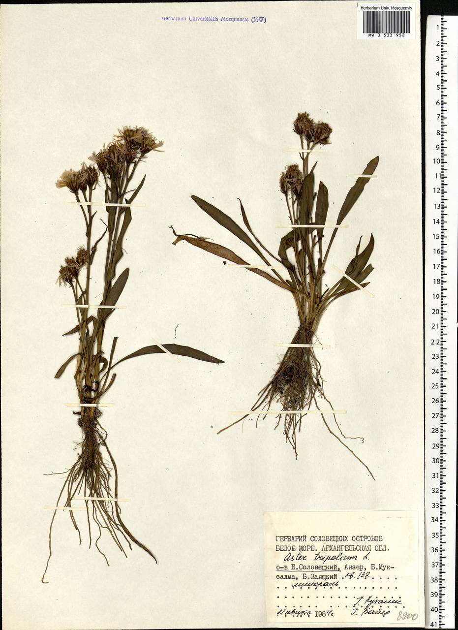 Tripolium pannonicum (Jacq.) Dobrocz., Eastern Europe, Northern region (E1) (Russia)