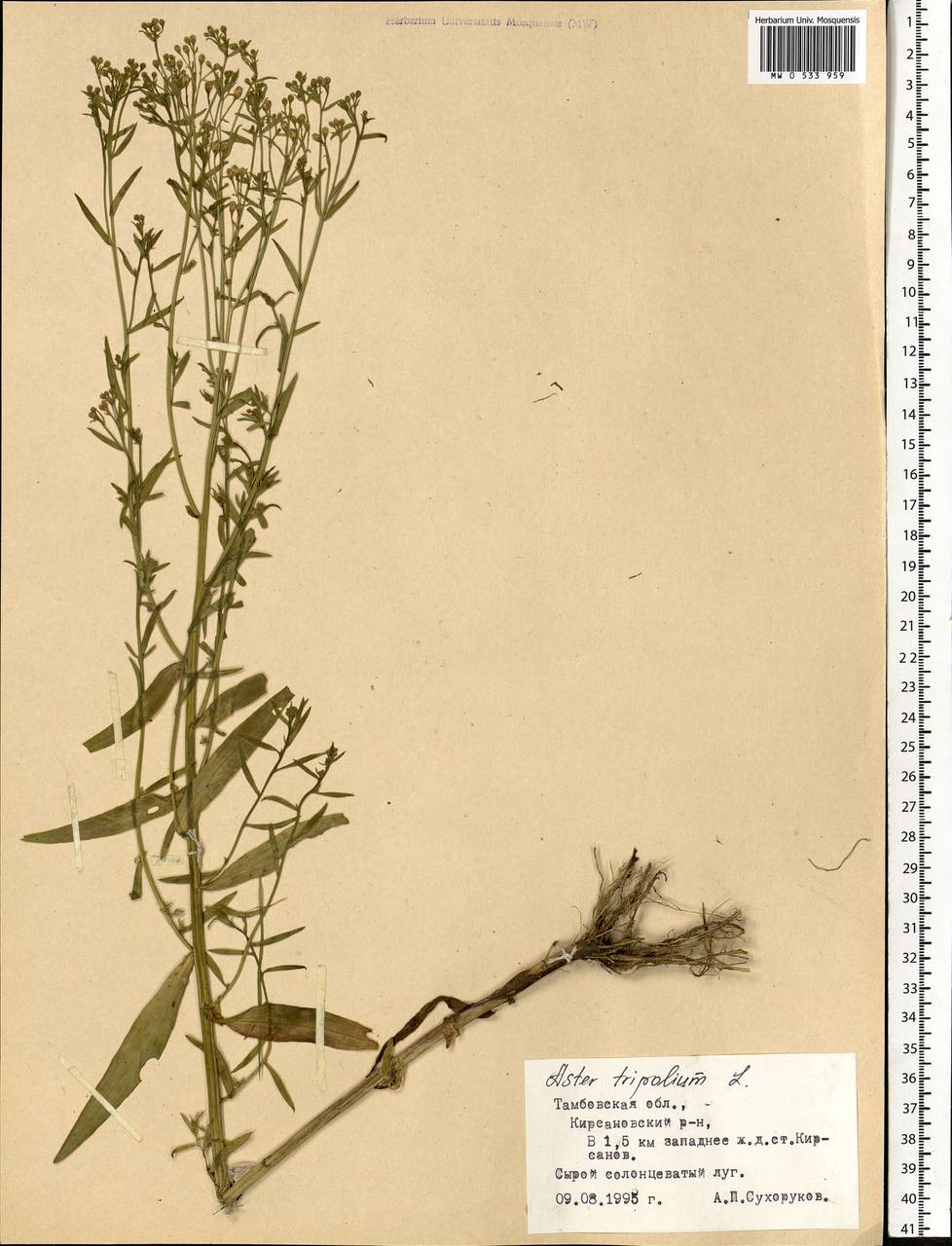 Tripolium pannonicum (Jacq.) Dobrocz., Eastern Europe, Central forest-and-steppe region (E6) (Russia)