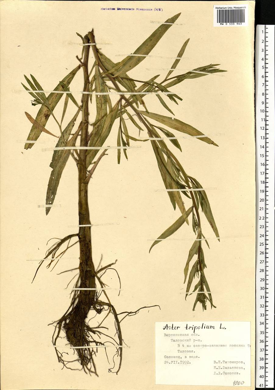 Tripolium pannonicum (Jacq.) Dobrocz., Eastern Europe, Central forest-and-steppe region (E6) (Russia)