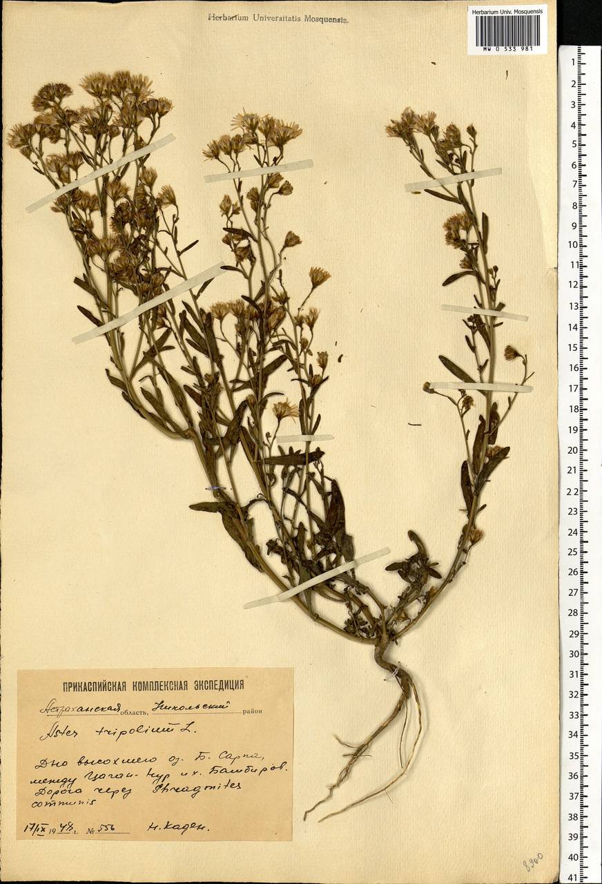 Tripolium pannonicum (Jacq.) Dobrocz., Eastern Europe, Lower Volga region (E9) (Russia)