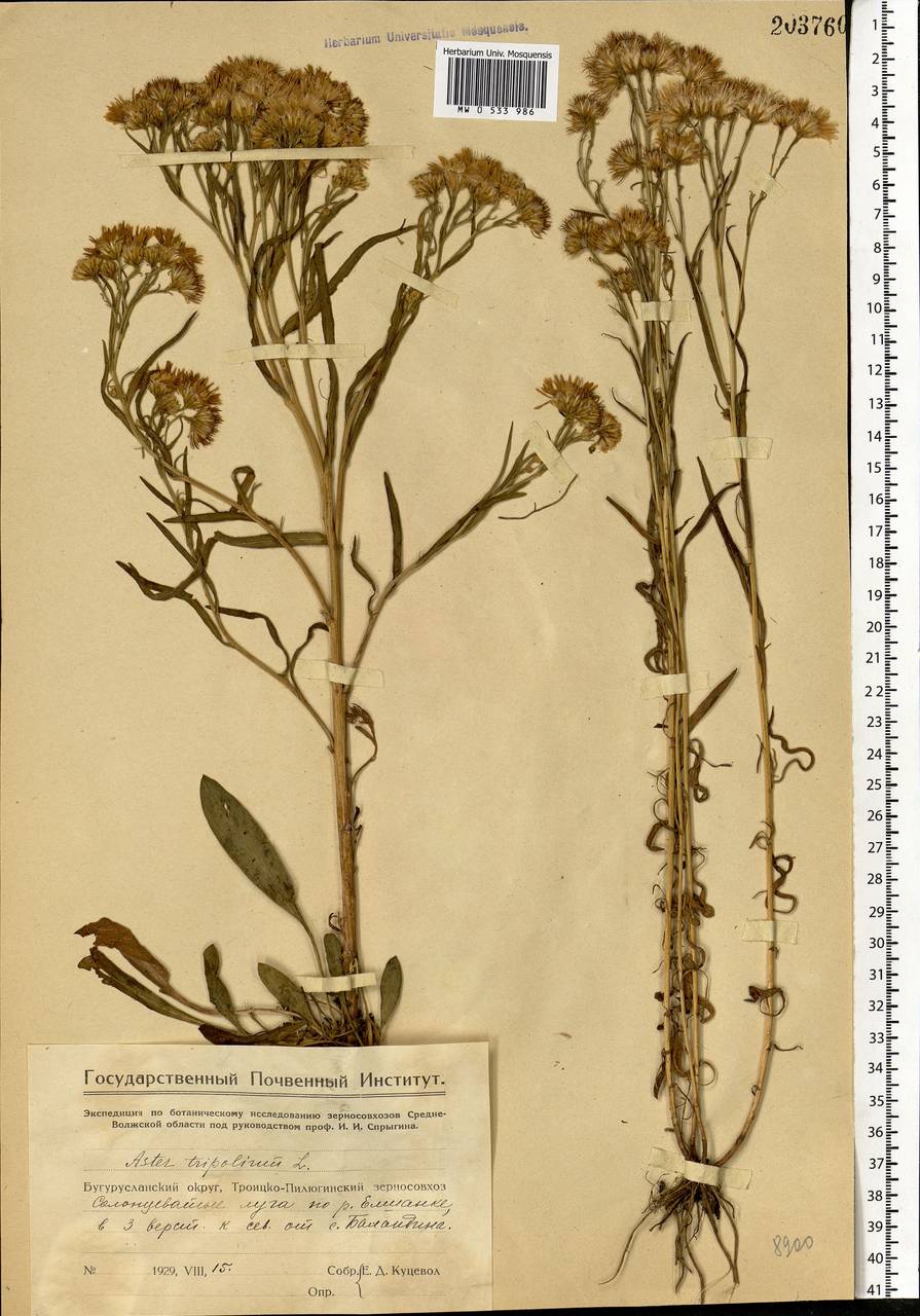 Tripolium pannonicum (Jacq.) Dobrocz., Eastern Europe, Eastern region (E10) (Russia)