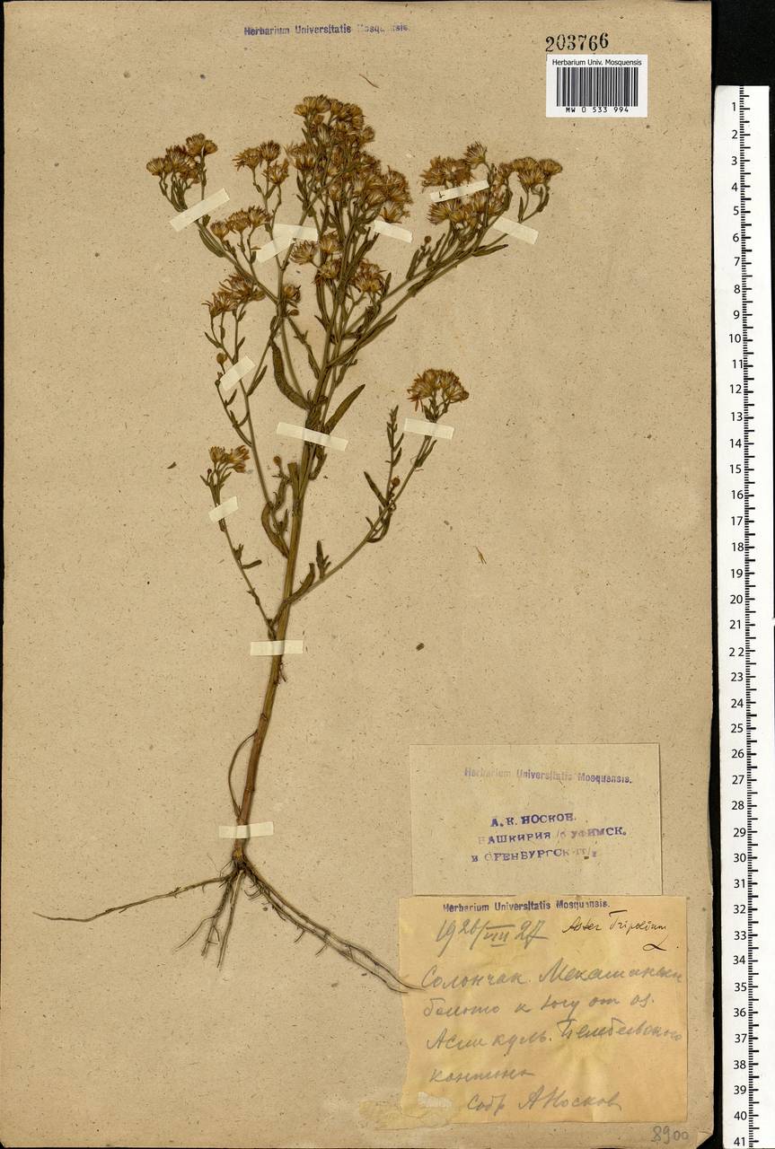 Tripolium pannonicum (Jacq.) Dobrocz., Eastern Europe, Eastern region (E10) (Russia)