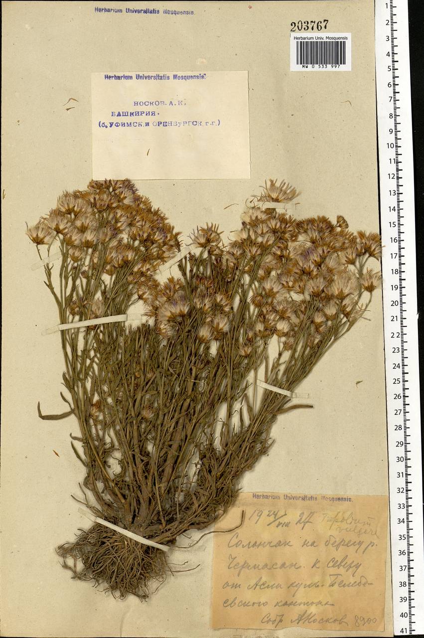 Tripolium pannonicum (Jacq.) Dobrocz., Eastern Europe, Eastern region (E10) (Russia)