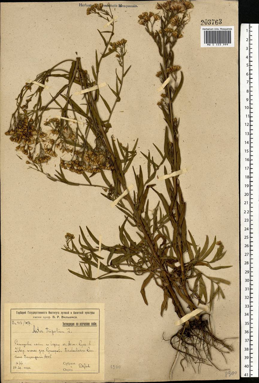 Tripolium pannonicum (Jacq.) Dobrocz., Eastern Europe, Eastern region (E10) (Russia)