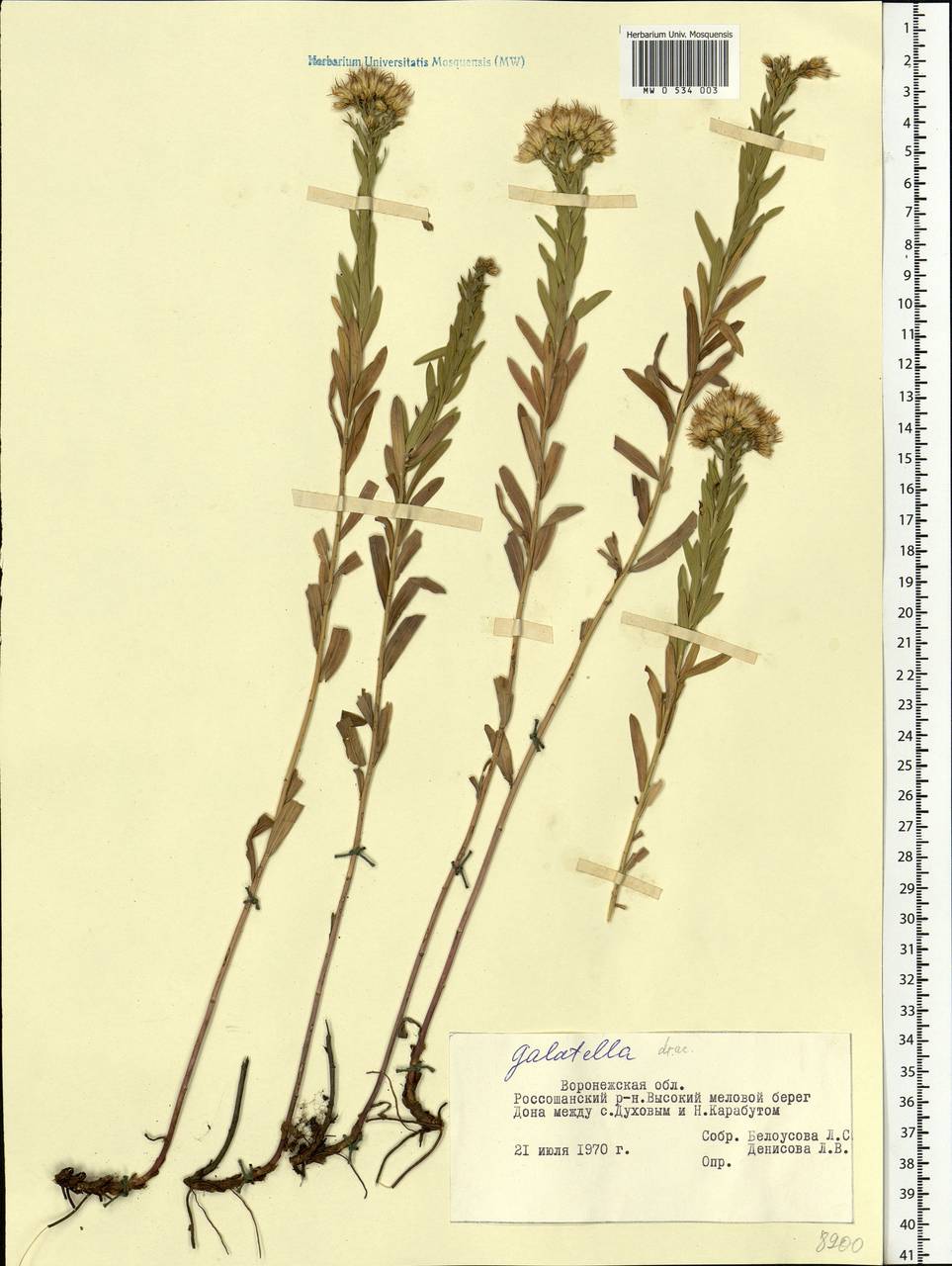 Galatella sedifolia subsp. dracunculoides (Lam.) Greuter, Eastern Europe, Central forest-and-steppe region (E6) (Russia)