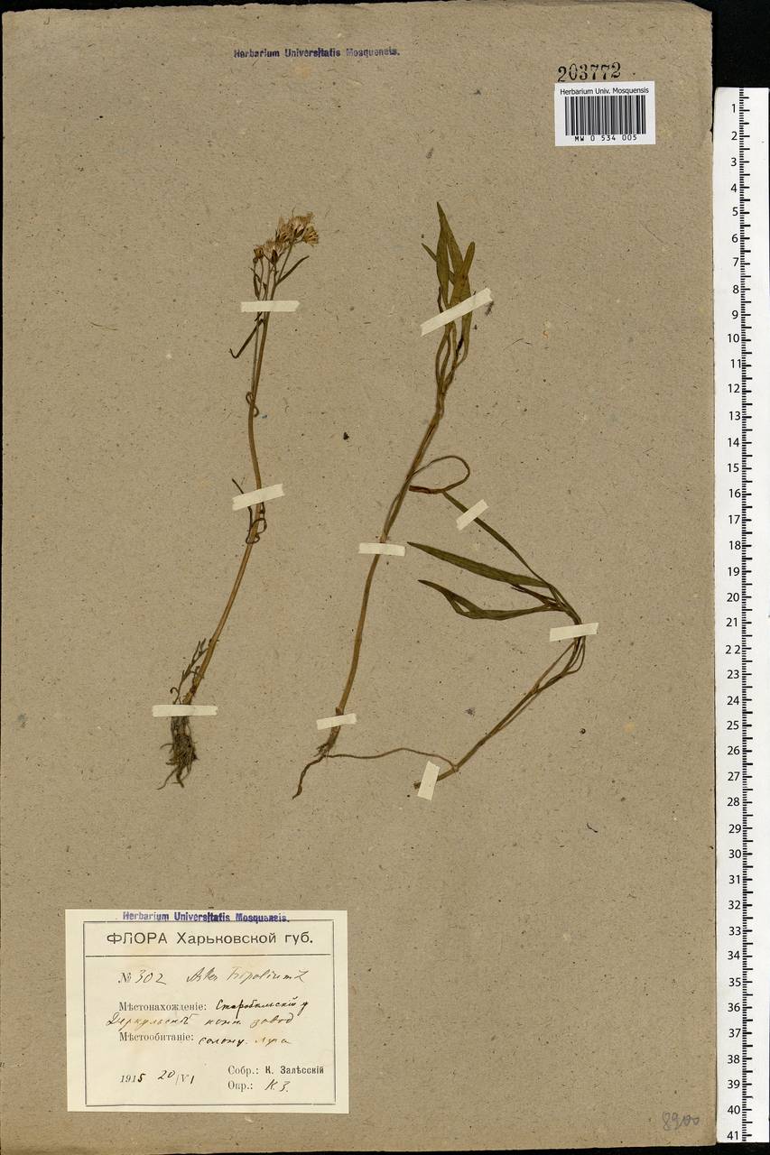 Tripolium pannonicum (Jacq.) Dobrocz., Eastern Europe, North Ukrainian region (E11) (Ukraine)