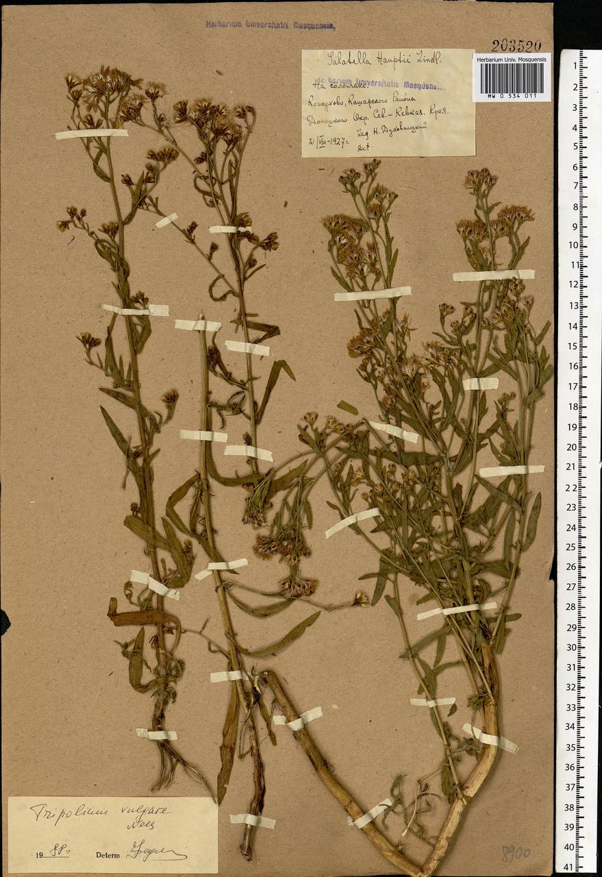 Tripolium pannonicum (Jacq.) Dobrocz., Eastern Europe, Rostov Oblast (E12a) (Russia)