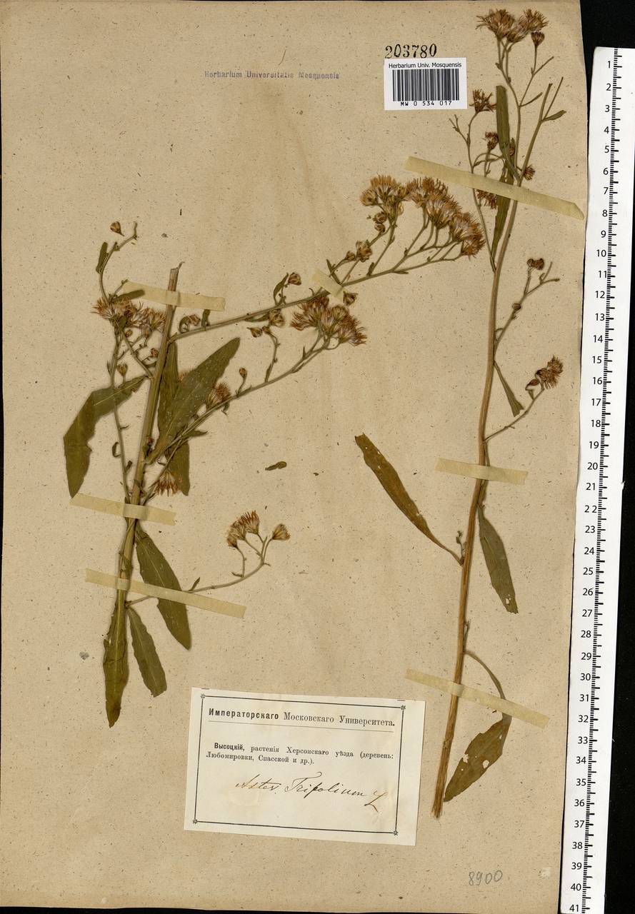 Tripolium pannonicum (Jacq.) Dobrocz., Eastern Europe, South Ukrainian region (E12) (Ukraine)